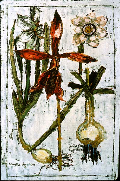 L90-14-Narcissus and Corm
