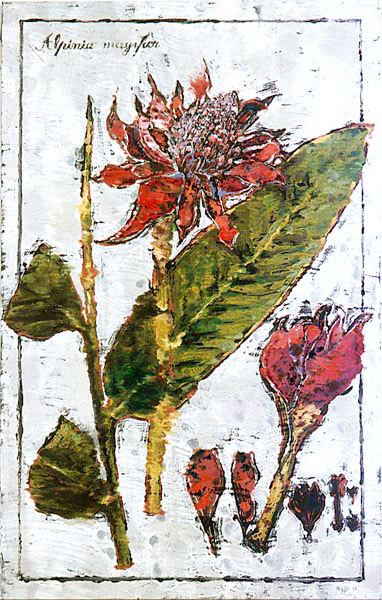 L90-6-Alpinia Mayifor